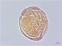 樟葉槭, 飛蛾子樹藏品圖，第2張