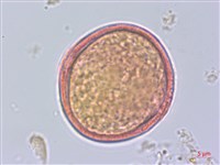 樟葉槭, 飛蛾子樹藏品圖，第3張