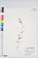 擬葉下珠、細葉油柑藏品圖，第1張