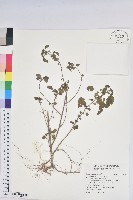 印度鐵莧藏品圖，第1張