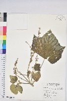 蟲屎藏品圖，第1張