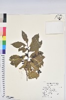 刺杜密藏品圖，第1張