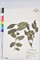 菲律賓饅頭果藏品圖，第1張