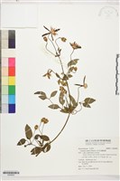 田代氏鐵線蓮藏品圖，第1張