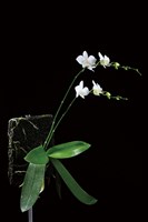 登錄號:S205691藏品圖，第1張