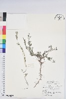 海島棉藏品圖，第1張