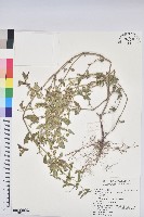 飛揚草藏品圖，第1張