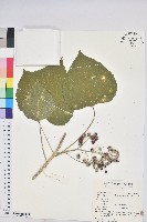 蟲屎藏品圖，第2張