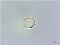 冷清草藏品圖，第1張