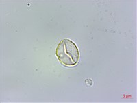 冷清草藏品圖，第2張