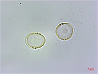 冷清草藏品圖，第3張