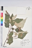 白匏子藏品圖，第1張