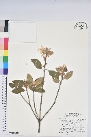 長卵葉馬銀花藏品圖，第1張