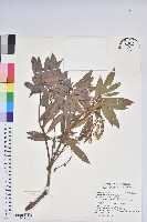 臺灣馬醉木藏品圖，第1張