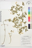 鵝鑾鼻鐵線蓮藏品圖，第1張
