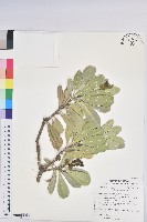 蘭嶼土沉香藏品圖，第1張