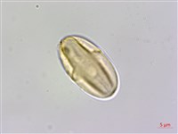 裂葉秋海棠、巒大秋海棠藏品圖，第2張