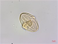 裂葉秋海棠、巒大秋海棠藏品圖，第3張