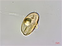 裂葉秋海棠藏品圖，第3張