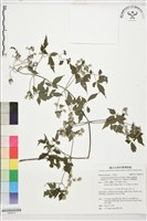 巴氏鐵線蓮藏品圖，第4張