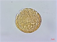 巴氏鐵線蓮藏品圖，第2張