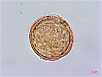 巴氏鐵線蓮藏品圖，第3張