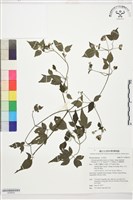 巴氏鐵線蓮藏品圖，第1張