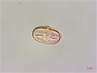 臺灣秋海棠藏品圖，第1張