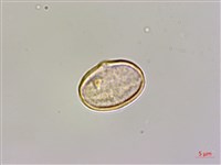 臺灣秋海棠藏品圖，第2張