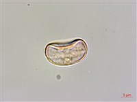 臺灣秋海棠藏品圖，第3張