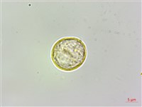 蠍子草藏品圖，第1張