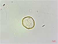 蠍子草藏品圖，第2張