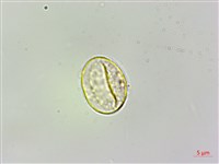 蠍子草藏品圖，第3張