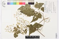 串鼻龍藏品圖，第1張