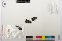 菱形奴草藏品圖，第1張