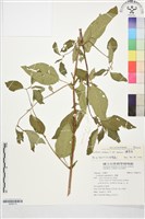 繩黃麻藏品圖，第1張