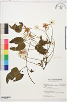 黃氏鐵線蓮藏品圖，第1張