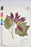 聖誕紅、一品紅藏品圖，第1張