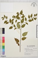 毛蛇藤藏品圖，第1張