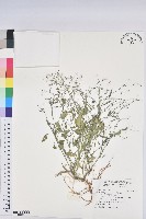 禾葉大戟藏品圖，第1張