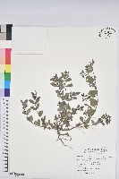 紫斑大戟藏品圖，第1張