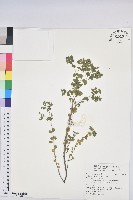 澤漆藏品圖，第1張