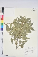 油葉石櫟藏品圖，第1張