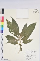 登錄號:S207049藏品圖，第1張