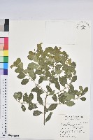 白飯樹藏品圖，第1張