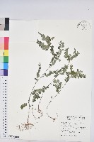 五蕊油柑藏品圖，第1張