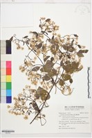 麥氏鐵線蓮藏品圖，第1張