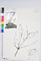 光枝多花油柑、無毛小果葉下珠藏品圖，第1張