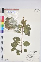 扛香藤藏品圖，第1張