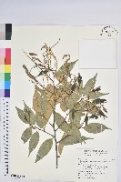 長尾栲、長尾柯、長尾尖葉櫧藏品圖，第1張